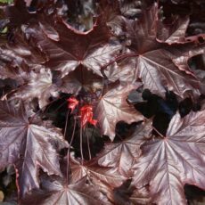 5038838002236 1 Acer Pla Crimson King 12l.jpg